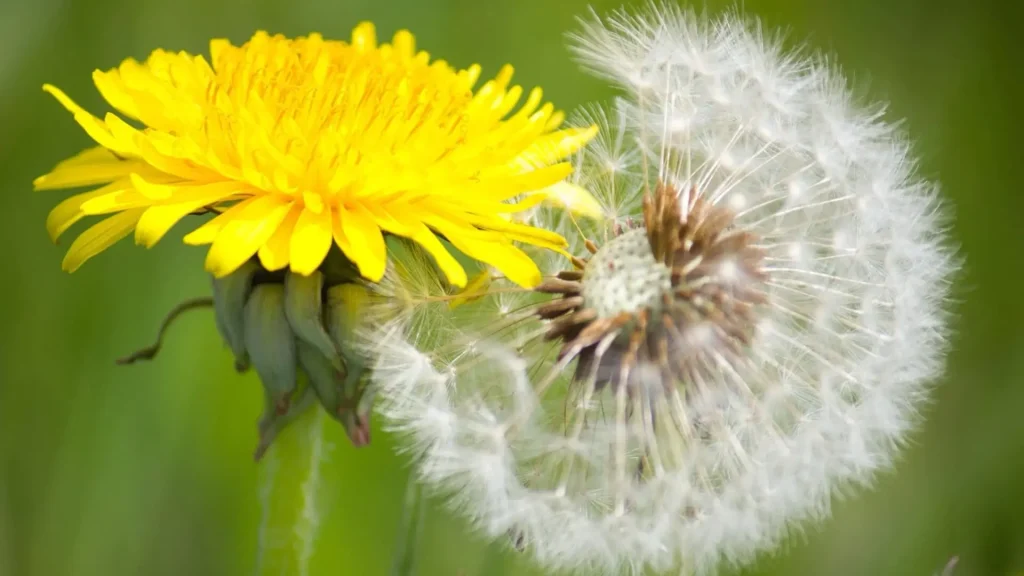 Photo Dandelion