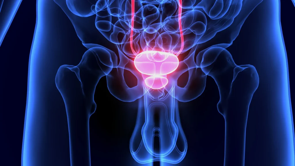 Prostate